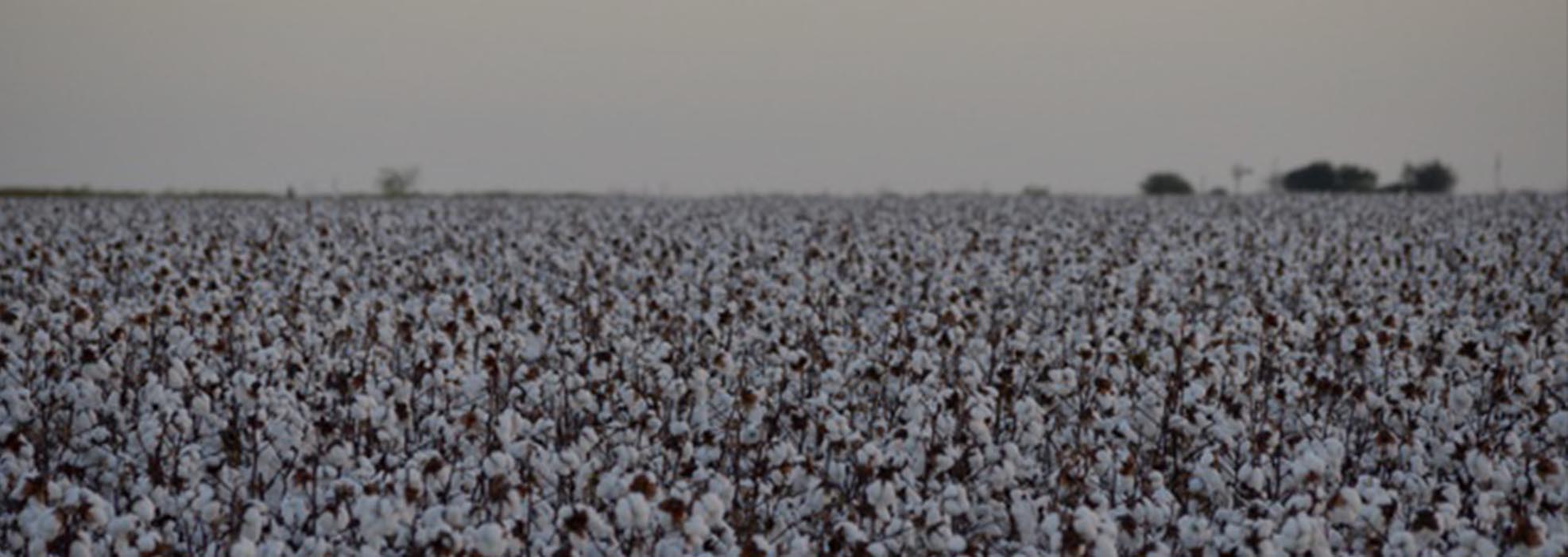 Cotton Gins & Warehouses United Ag